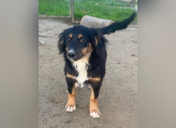 Gnocchi, geb. ca. 07/2025, lebt in GRIECHENLAND, auf einer privaten Pflegestelle