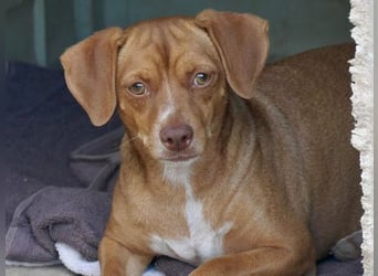 Ed, geb. 03.09.2022, lebt in GRIECHENLAND, auf einer privaten Pflegestelle