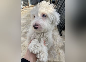 Elli, geb. ca. 08/2025, lebt in GRIECHENLAND, im städt. Tierheim Serres