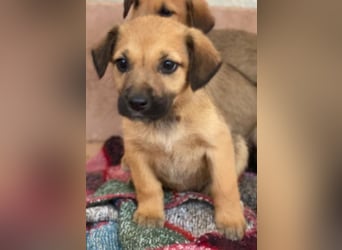 Monica, geb. ca. 11/2025, lebt in GRIECHENLAND, im städt. Tierheim Serres