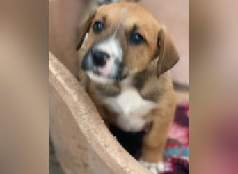 Kelana, geb. ca. 11/2025, lebt in GRIECHENLAND, im städt. Tierheim Serres