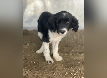 Ada, 09/2025, lebt in GRIECHENLAND, auf einer privaten Pflegestelle