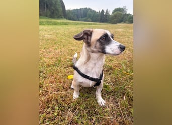 Mirabelle, geb. ca. 06/2025, lebt auf einer Pflegestelle in 95168 Marktleuthen, Vermittlungshilfe