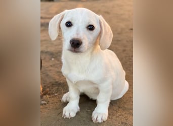 Fusilli, geb. ca. 08/2025, lebt in GRIECHENLAND, auf einer privaten Pflegestelle