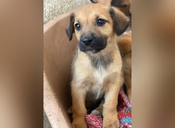 Monica, geb. ca. 11/2025, lebt in GRIECHENLAND, im städt. Tierheim Serres