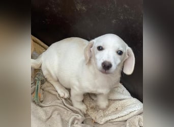 Fusilli, geb. ca. 08/2025, lebt in GRIECHENLAND, auf einer privaten Pflegestelle