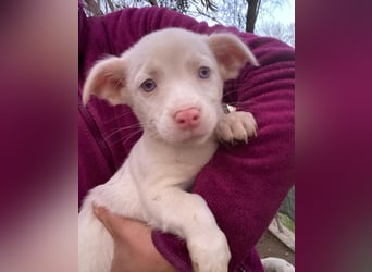 Toffifee, geb. ca. 10/2025, lebt in GRIECHENLAND, auf einer privaten Pflegestelle