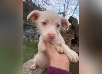 Toffifee, geb. ca. 10/2025, lebt in GRIECHENLAND, auf einer privaten Pflegestelle