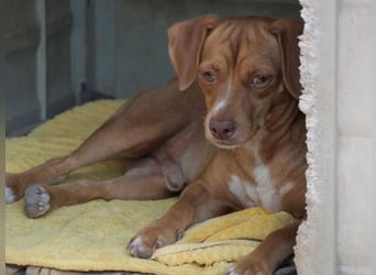 Ed, geb. 03.09.2022, lebt in GRIECHENLAND, auf einer privaten Pflegestelle