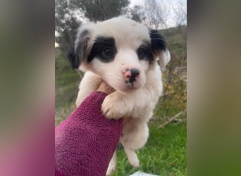 Corny, geb. ca. 10/2025, lebt in GRIECHENLAND, auf einer privaten Pflegestelle