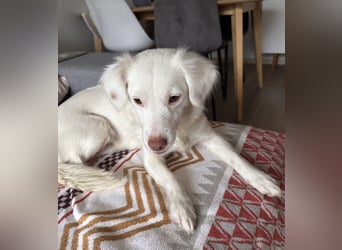 Holiday, geb. ca. 07/2024, lebt auf einer Pflegestelle in 24114 Kiel, Vermittlungshilfe