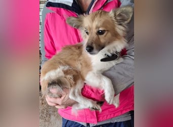 Klara, geb. ca. 04/2024, lebt in GRIECHENLAND, auf einer privaten Pflegestelle