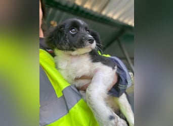 Ada, 09/2025, lebt in GRIECHENLAND, auf einer privaten Pflegestelle