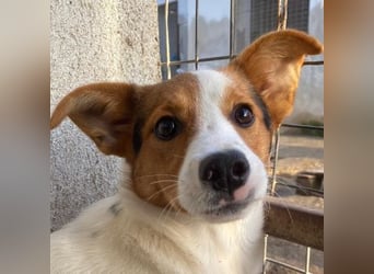 Freydis, geb. ca. 07/2025, lebt in GRIECHENLAND, im städt. Tierheim Serres