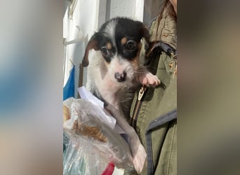 Mäuselchen, geb. ca. 10/2025, lebt in GRIECHENLAND, auf einer privaten Pflegestelle