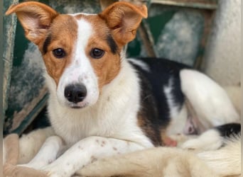 Freydis, geb. ca. 07/2025, lebt in GRIECHENLAND, im städt. Tierheim Serres