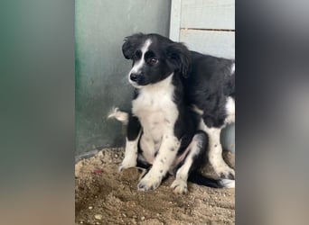 Tux, geb. ca.09/2025, lebt in GRIECHENLAND, auf einer privaten Pflegestelle