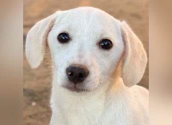 Fusilli, geb. ca. 08/2025, lebt in GRIECHENLAND, auf einer privaten Pflegestelle