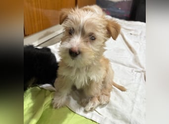 Norberta, geb. ca. 11/2025, lebt in GRIECHENLAND, auf einer privaten Pflegestelle