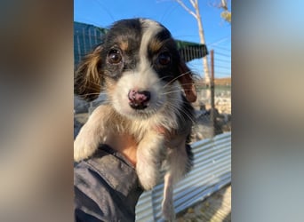 Mäuselchen, geb. ca. 10/2025, lebt in GRIECHENLAND, auf einer privaten Pflegestelle