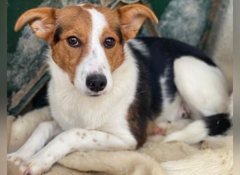 Freydis, geb. ca. 07/2025, lebt in GRIECHENLAND, im städt. Tierheim Serres