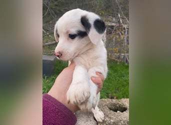 Katjes, geb. ca. 10/2025, lebt in GRIECHENLAND, auf einer privaten Pflegestelle