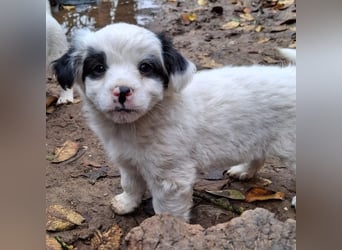 Corny, geb. ca. 10/2025, lebt in GRIECHENLAND, auf einer privaten Pflegestelle