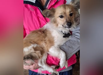 Klara, geb. ca. 04/2024, lebt in GRIECHENLAND, auf einer privaten Pflegestelle