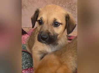 Monica, geb. ca. 11/2025, lebt in GRIECHENLAND, im städt. Tierheim Serres