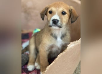 Sanna, geb. ca. 11/2025, lebt in GRIECHENLAND, im städt. Tierheim Serres