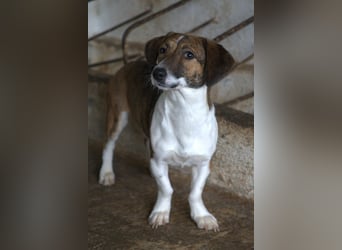 Tanu, geb. ca. 11/2024, lebt in GRIECHENLAND, auf einer privaten Pflegestelle