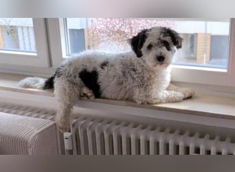 Günni, geb. ca. 12/2023, lebt auf einer Pflegestelle in 41334 Nettetal