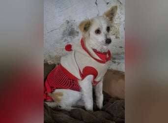 Isara, geb. ca. 07/2024, lebt in GRIECHENLAND, auf einer privaten Pflegestelle