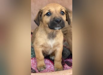 Monica, geb. ca. 11/2025, lebt in GRIECHENLAND, im städt. Tierheim Serres