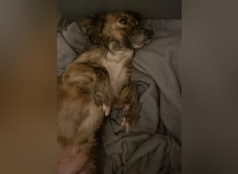 Herbie, geb. ca. 08/2022, lebt auf einer Pflegestelle in 78048 Villingen-Schwenningen