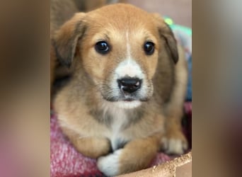 Sanna, geb. ca. 11/2025, lebt in GRIECHENLAND, im städt. Tierheim Serres