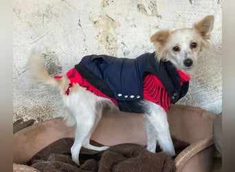 Isara, geb. ca. 07/2024, lebt in GRIECHENLAND, auf einer privaten Pflegestelle