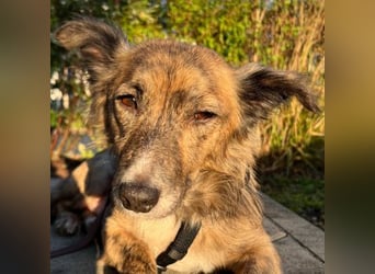 Herbie, geb. ca. 08/2022, lebt auf einer Pflegestelle in 78048 Villingen-Schwenningen