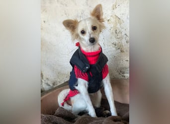 Isara, geb. ca. 07/2024, lebt in GRIECHENLAND, auf einer privaten Pflegestelle