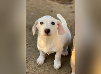 Fusilli, geb. ca. 08/2025, lebt in GRIECHENLAND, auf einer privaten Pflegestelle