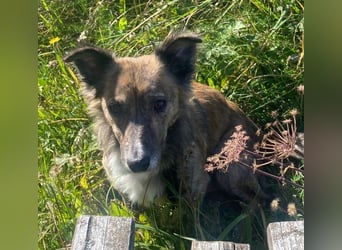 Herbie, geb. ca. 08/2022, lebt auf einer Pflegestelle in 78048 Villingen-Schwenningen