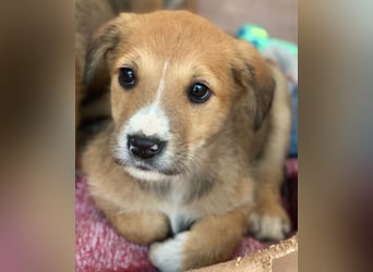 Sanna, geb. ca. 11/2025, lebt in GRIECHENLAND, im städt. Tierheim Serres