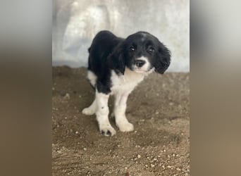 Ada, 09/2025, lebt in GRIECHENLAND, auf einer privaten Pflegestelle