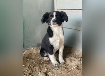 Tux, geb. ca.09/2025, lebt in GRIECHENLAND, auf einer privaten Pflegestelle