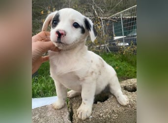 Katjes, geb. ca. 10/2025, lebt in GRIECHENLAND, auf einer privaten Pflegestelle