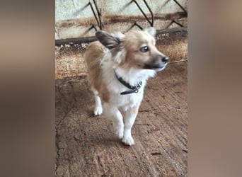 Klara, geb. ca. 04/2024, lebt in GRIECHENLAND, auf einer privaten Pflegestelle