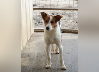 Freydis, geb. ca. 07/2025, lebt in GRIECHENLAND, im städt. Tierheim Serres