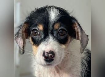 Mäuselchen, geb. ca. 10/2025, lebt in GRIECHENLAND, auf einer privaten Pflegestelle