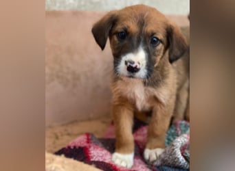 Pinkie, geb. ca. 11/2025, lebt in GRIECHENLAND, im städt. Tierheim Serres