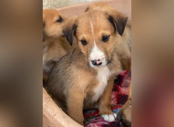 Artreo, geb. ca. 11/2025, lebt in GRIECHENLAND, im städt. Tierheim Serres